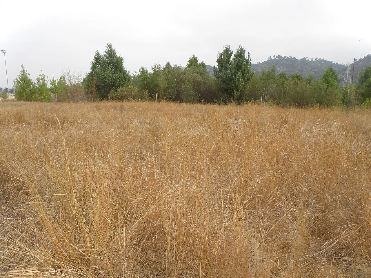 Rio de Los Angeles State Park